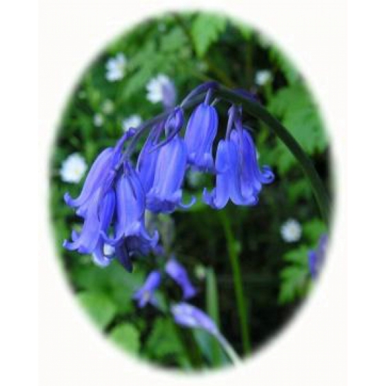 English Bluebell bulbs (hyacinthoides-non-scripta)