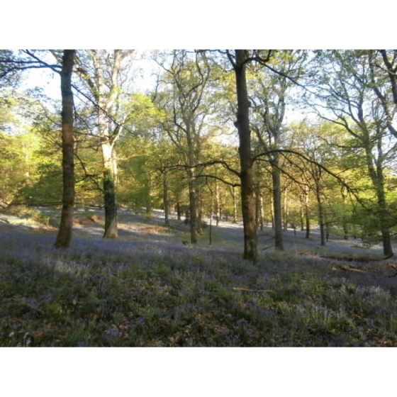 English Bluebell bulbs (hyacinthoides-non-scripta)