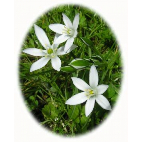 Star of Bethlehem bulbs (ornithogalum umbellatum)