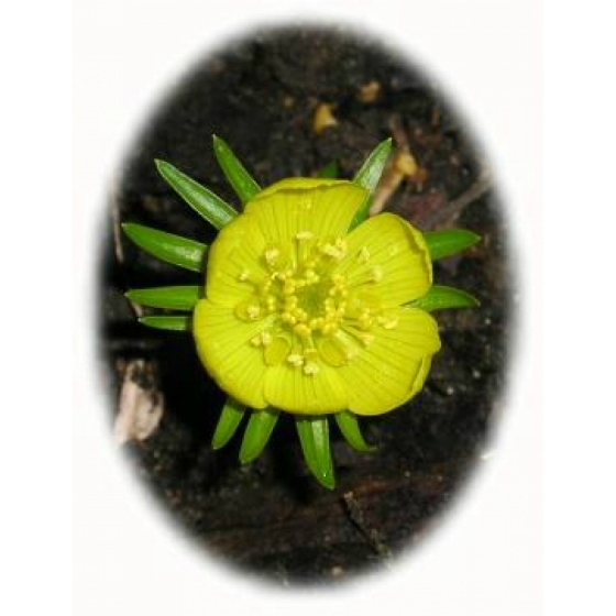 Winter Aconite bulbs (eranthis hyemalis)