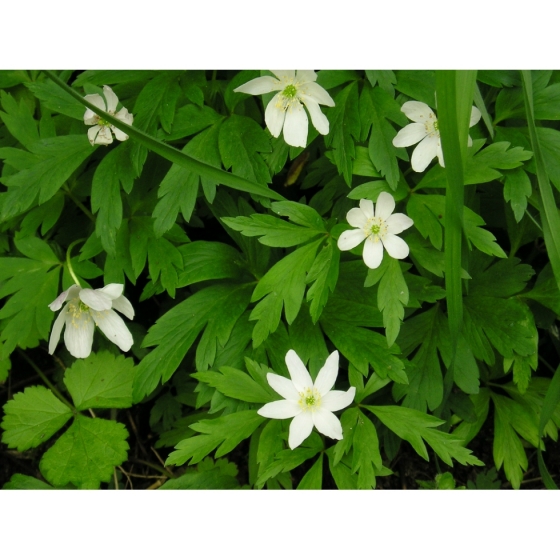 Wood Anemone rhizomes (anemone nemorosa)