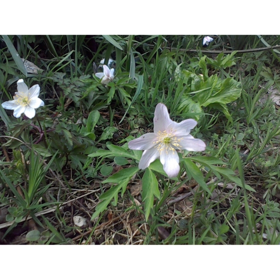 Wood Anemone rhizomes (anemone nemorosa)