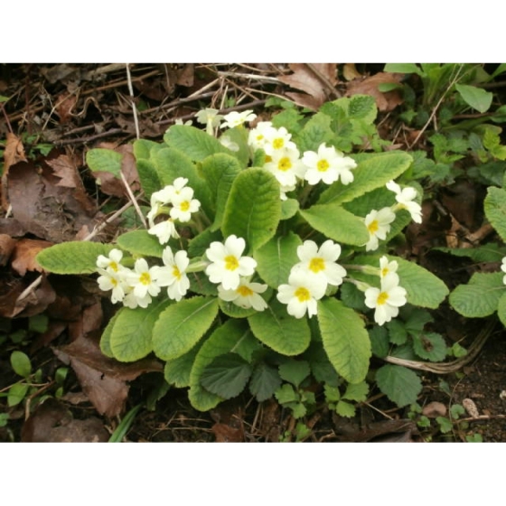 PRIMROSE native plugs (primula vulgaris) from Wildflowers UK.