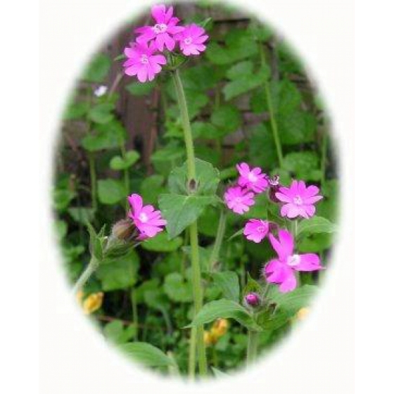 RED CAMPION plugs (silene dioica) from Wildflowers UK.