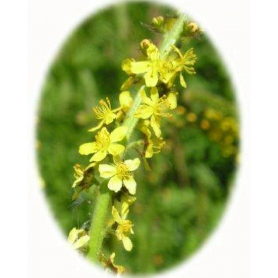 AGRIMONY seeds (agrimonia eupatorium)