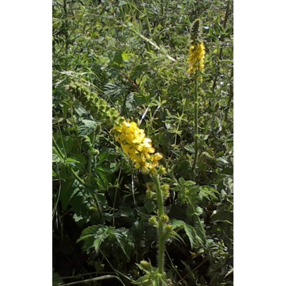 AGRIMONY seeds (agrimonia eupatorium)