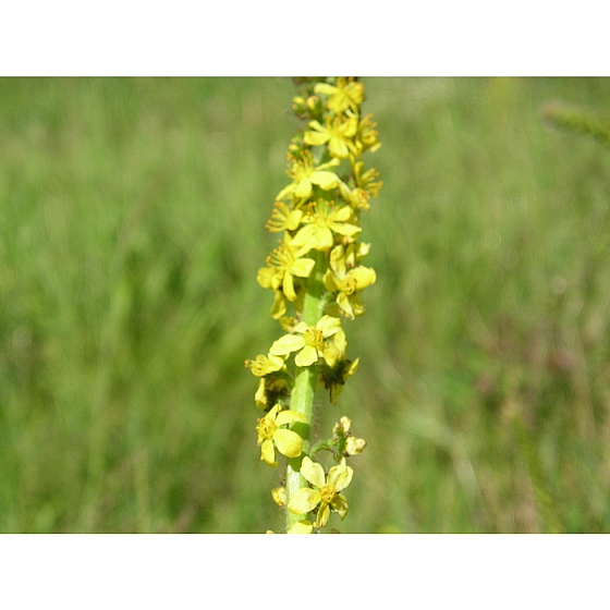 AGRIMONY seeds (agrimonia eupatorium)