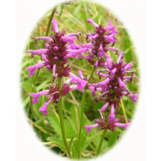 BETONY seeds (stachys officinalis)