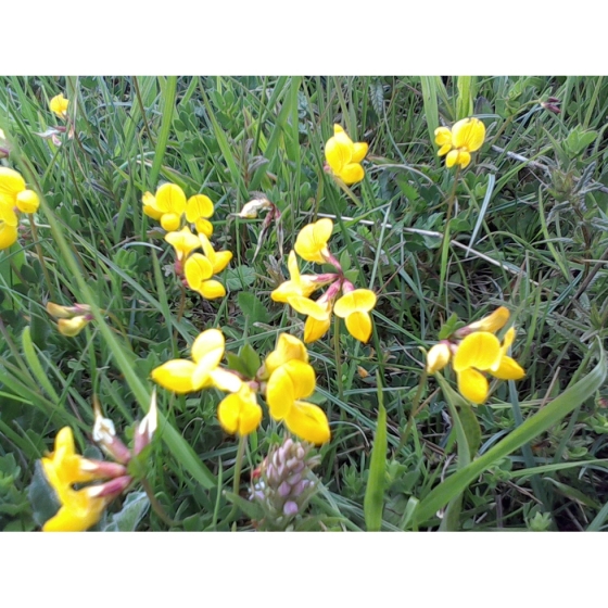 BIRDSFOOT TREFOIL seeds (lotus corniculatus)