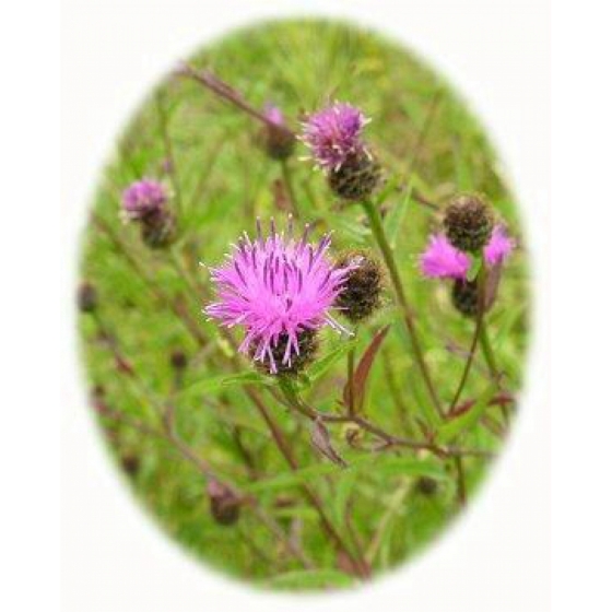 BLACK KNAPWEED seeds (centaurea nigra)