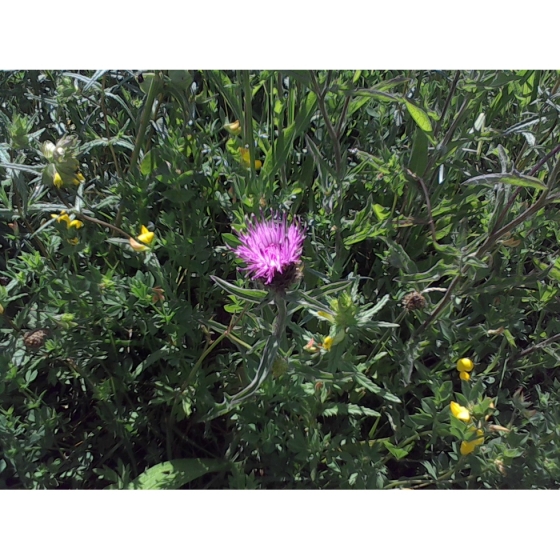 BLACK KNAPWEED seeds (centaurea nigra)