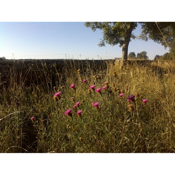 BLACK KNAPWEED seeds (centaurea nigra)