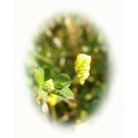 BLACK MEDICK seeds (medicago lupulina)