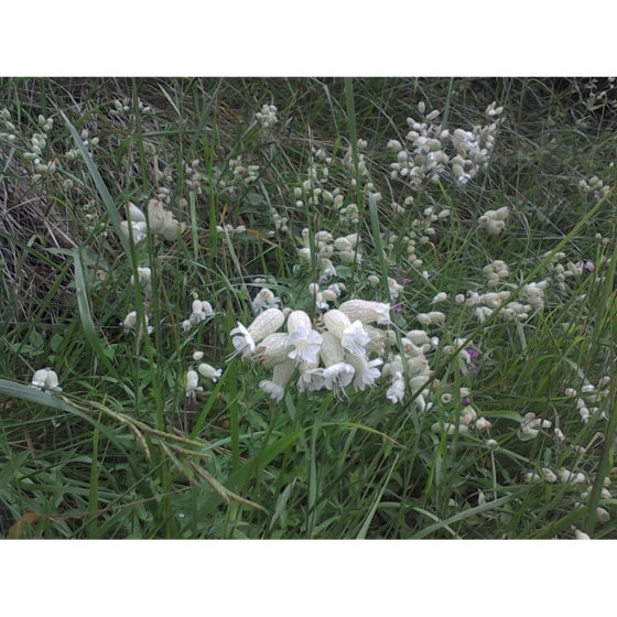 BLADDER CAMPION seeds (silene vulgaris)