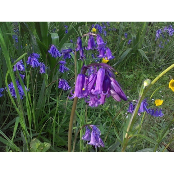 BLUEBELL seeds (hyacinthoides non-scripta)