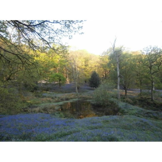 BLUEBELL seeds (hyacinthoides non-scripta)