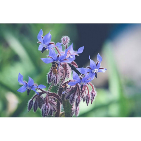 BORAGE seeds (Borago officinalis)