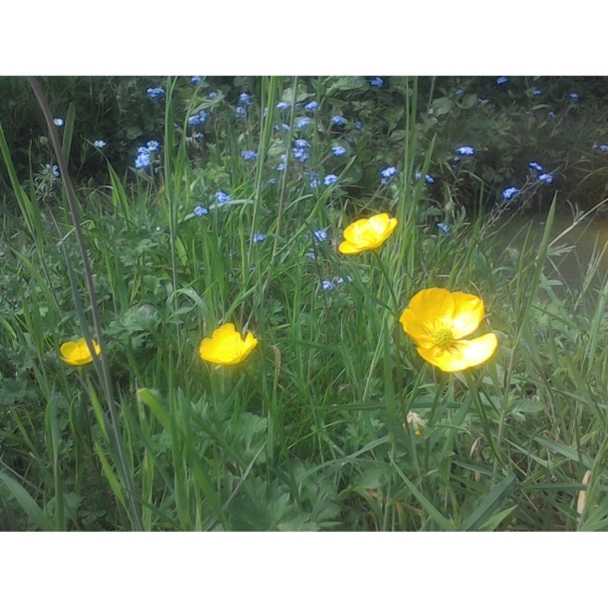 BULBOUS BUTTERCUP seeds (ranunculus bulbosus)