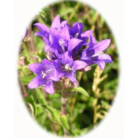 CLUSTERED BELLFLOWER seeds (campanula glomerata)