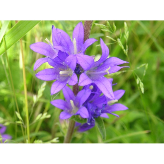 CLUSTERED BELLFLOWER seeds (campanula glomerata)