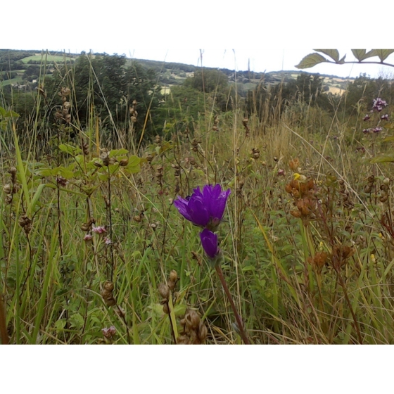 CLUSTERED BELLFLOWER seeds (campanula glomerata)