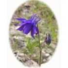 view details of CLUSTERED BELLFLOWER seeds (campanula glomerata)