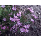 COMMON CENTAURY seeds (centaurium erythraea)