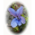 view details of COMMON CENTAURY seeds (centaurium erythraea)