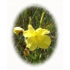 COMMON EVENING PRIMROSE seeds (oenothera biennis)