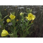 COMMON EVENING PRIMROSE seeds (oenothera biennis)