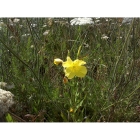 COMMON EVENING PRIMROSE seeds (oenothera biennis)