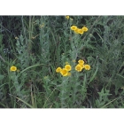 COMMON FLEABANE seeds (pulicaria dysenterica)