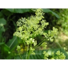 COMMON MEADOW RUE seeds (thalictrum flavum)