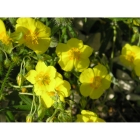 COMMON ROCKROSE seeds (helianthemum nummularium)