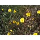 COMMON ROCKROSE seeds (helianthemum nummularium)