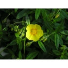 COMMON ROCKROSE seeds (helianthemum nummularium)