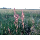 COMMON SORREL seeds (rumex acetosa)