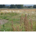 COMMON SORREL seeds (rumex acetosa)