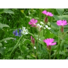 Meadow mix for Woodland and Hedgerows -Wildflower and Grass mix