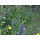 Meadow mix for Woodland and Hedgerows -Wildflower and Grass mix
