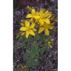 COMMON ST JOHN`S WORT seeds (hypericum perforatum)