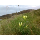 COMMON TOADFLAX seeds (linaria vulgaris)