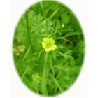 CORN BUTTERCUP seeds (ranunculus arvensis)