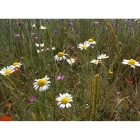 CORN CHAMOMILE seeds (anthemsis arvensis)