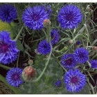 CORN FLOWER seeds (centaurea cyanus)