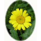 view CORN MARIGOLD seeds (chrysanthemum segtum) details