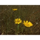 CORN MARIGOLD seeds (chrysanthemum segtum)