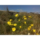 CORN MARIGOLD seeds (chrysanthemum segtum)