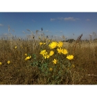 CORN MARIGOLD seeds (chrysanthemum segtum)