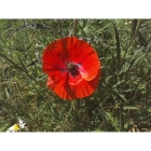 CORN POPPY seeds (papaver rhoeas)